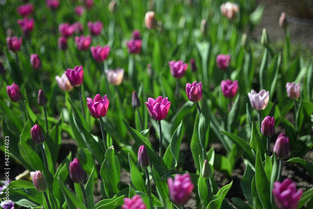 Tulips Tulips