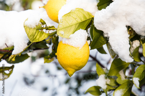snowy lemons