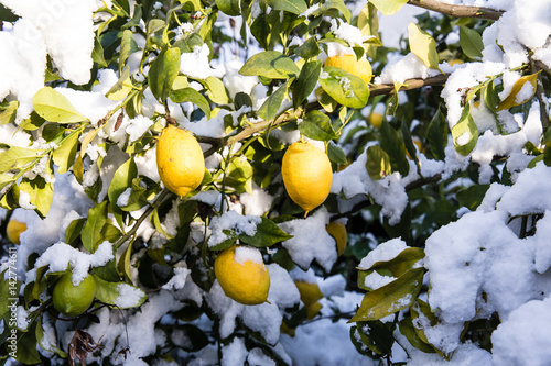 snowy lemons