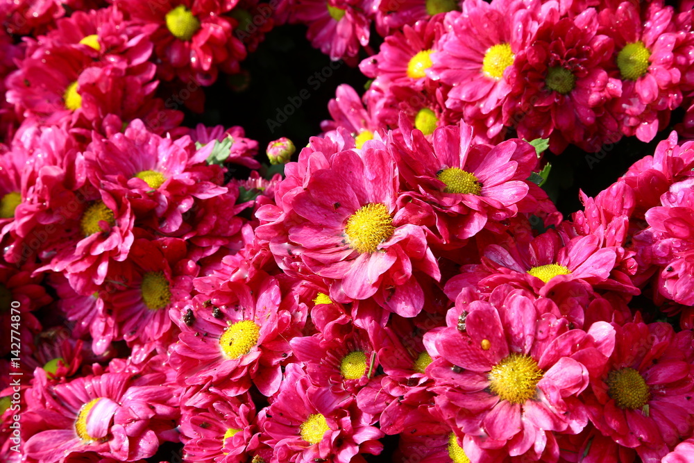 Pink Chrysanthemum flower Pink Chrysanthemum flower