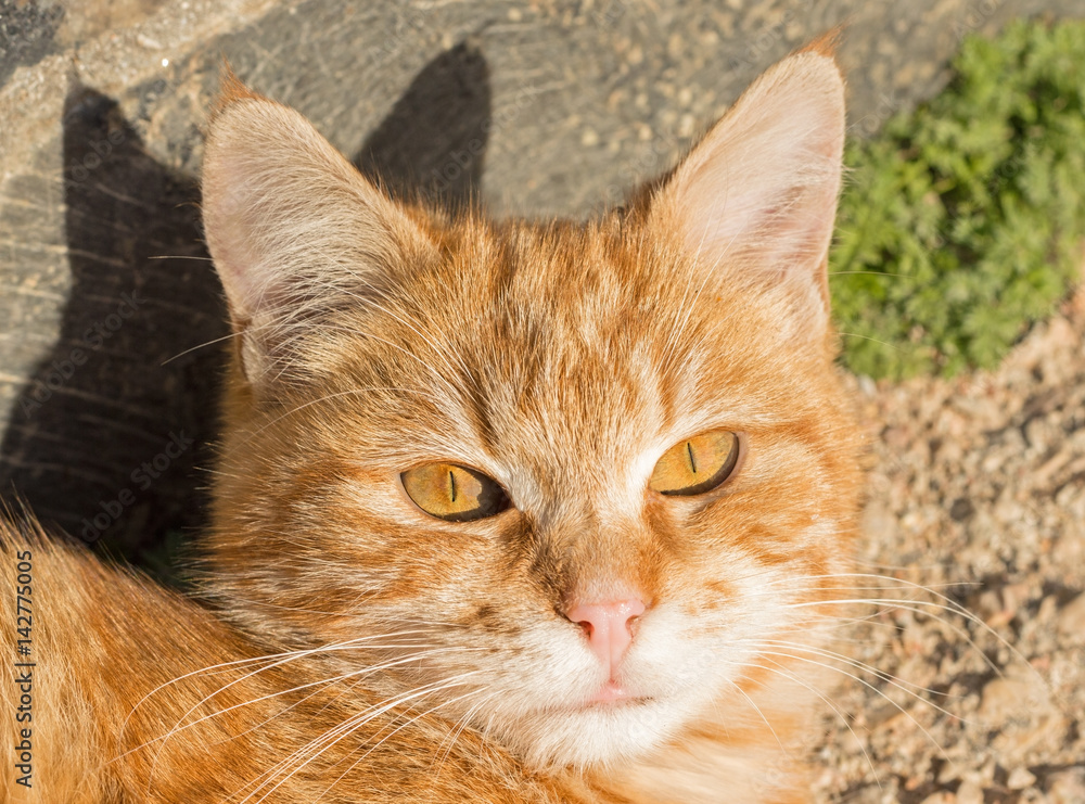 big red cat eyes