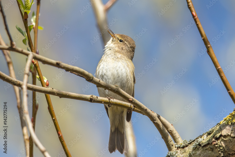 Obraz premium singvogel