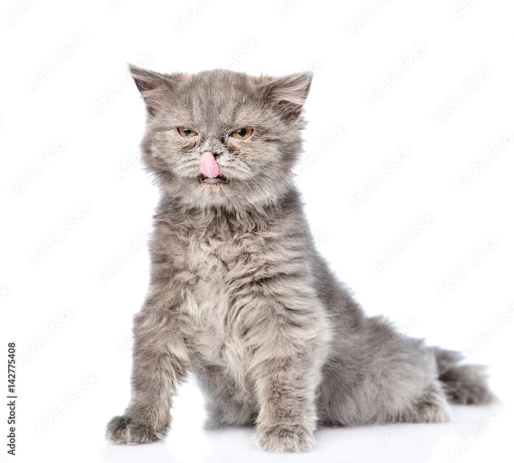 Licked Scottish highlander cat. isolated on white background
