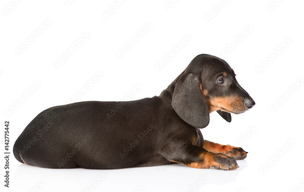 Black dachshund puppy lying in profile. isolated on white background