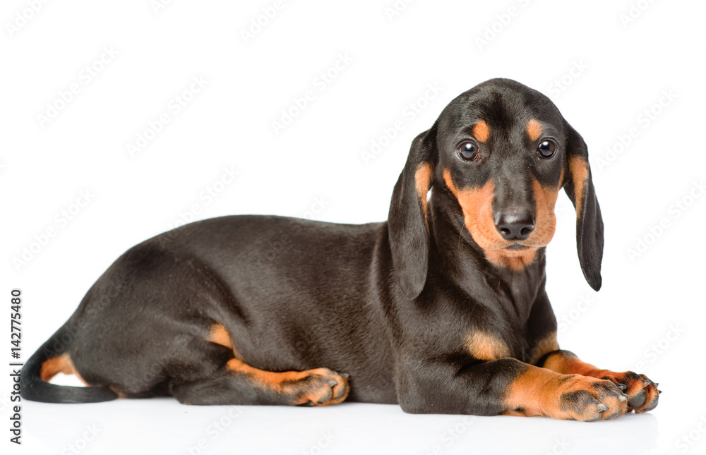 Black dachshund puppy lying in side view. isolated on white background