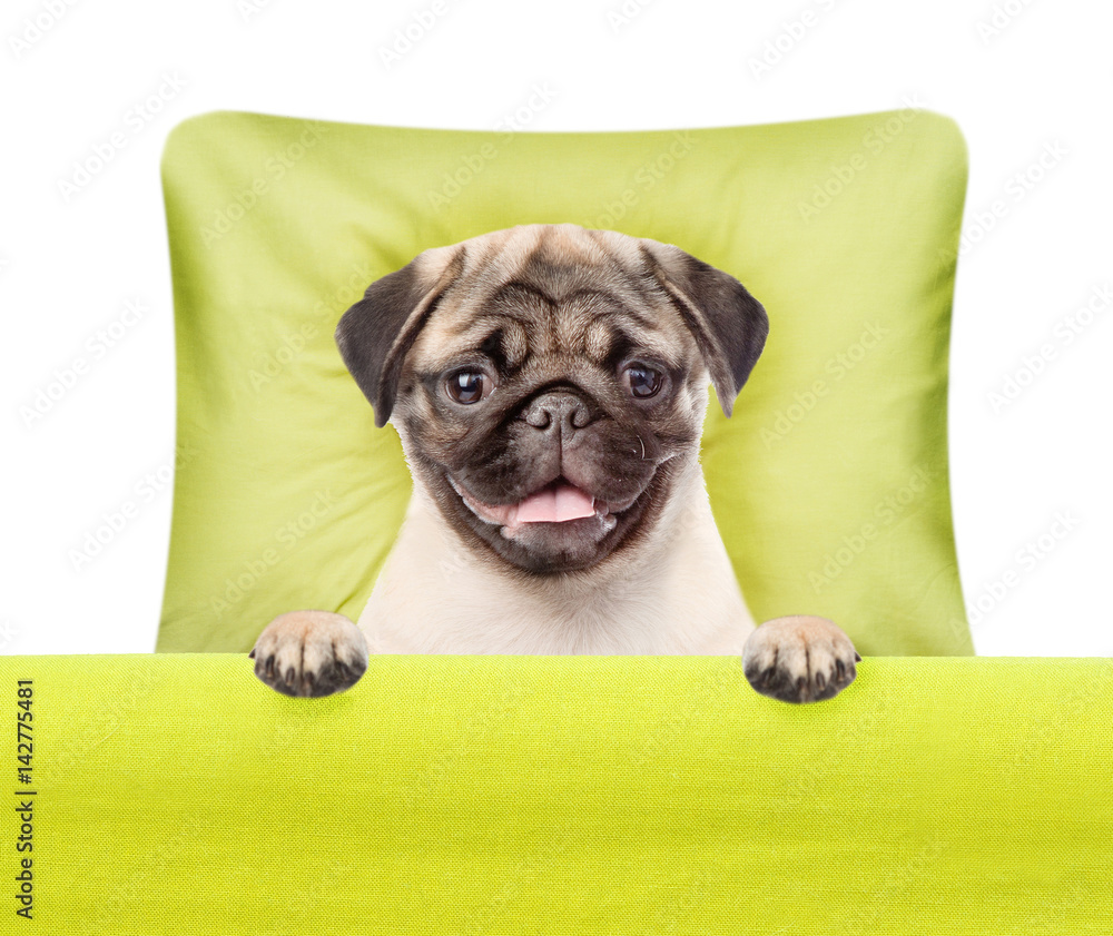 Funny puppy sleeps on a bed under a blanket. isolated on white