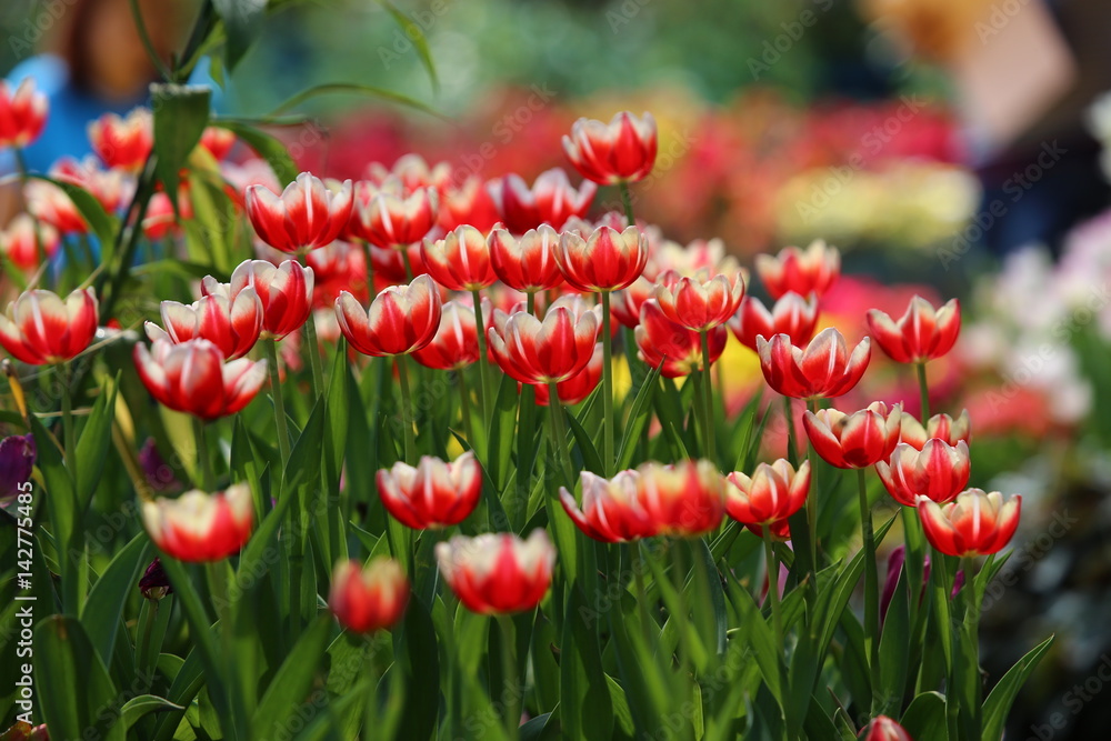 Fototapeta premium Tulips in the garden