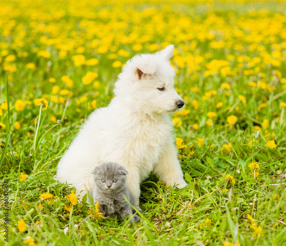 Puppy and kitten sitting together on a dandelion field