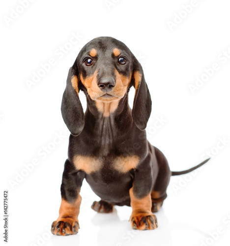 Black dachshund puppy sitting in front view. isolated on white background © Ermolaev Alexandr