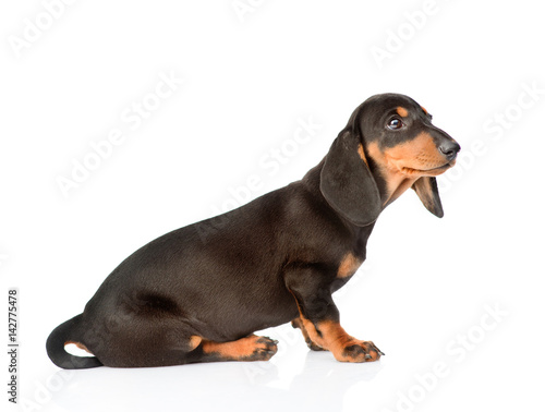 Fototapeta Naklejka Na Ścianę i Meble -  Black dachshund puppy sitting in profile. isolated on white background