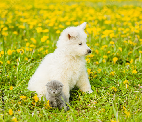 Puppy and kitten sitting together on a dandelion field