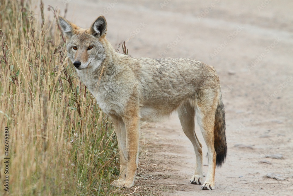 Western Coyote (Canis latrans) Western Coyote (Canis latrans)