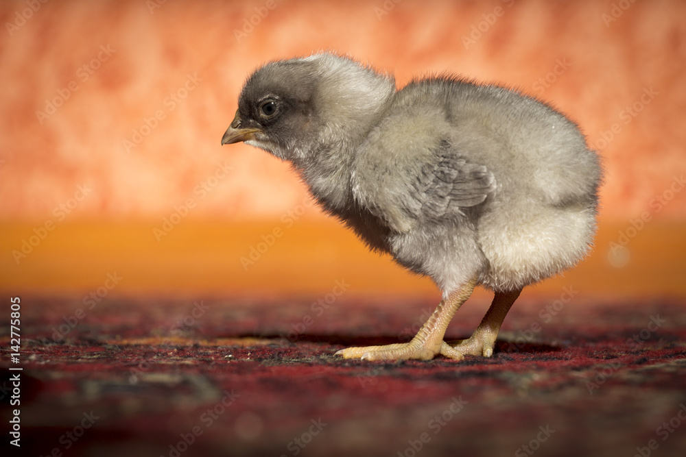 Little chicken in the room on the background of red walls. Little chicken in the room on the background of red walls.