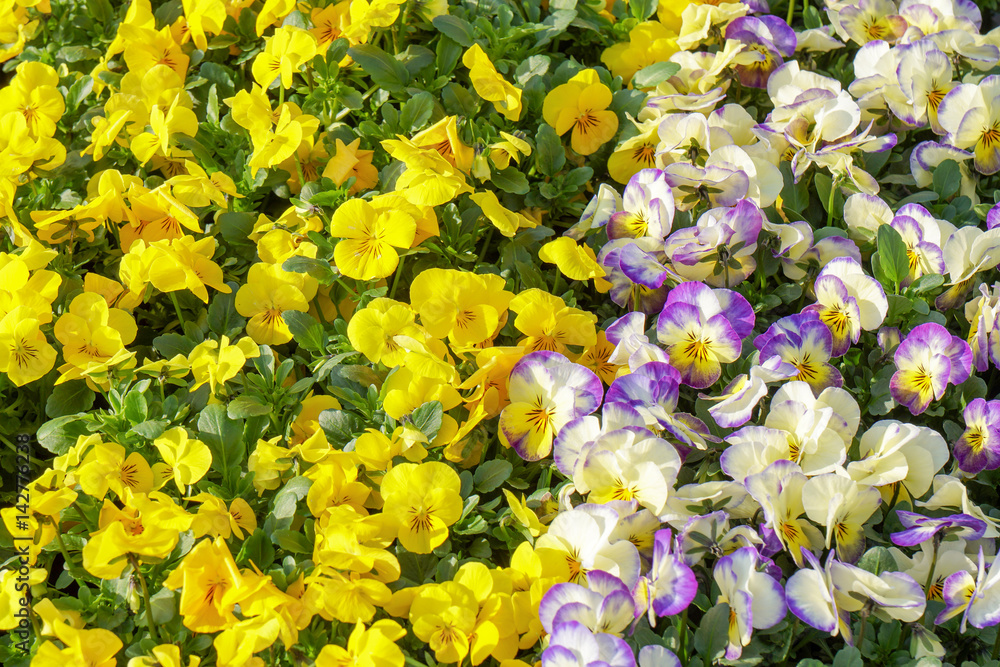 Stiefmütterchen in verschiedenen Farben Stiefmütterchen in verschiedenen Farben