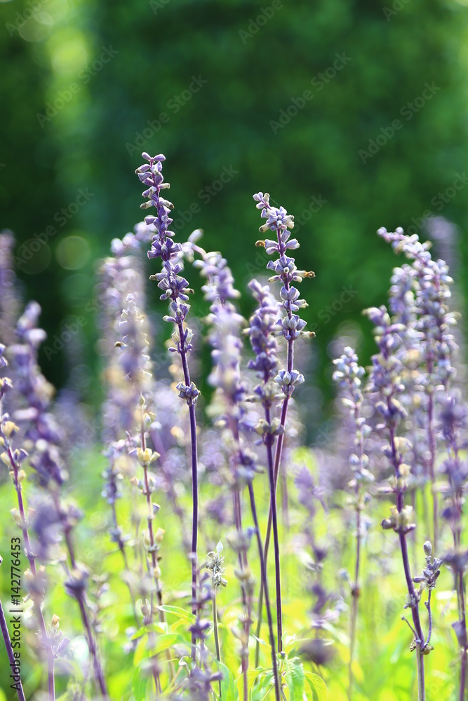 Obraz premium Violet Lavender flowers
