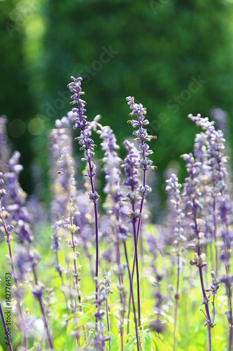 Violet Lavender flowers