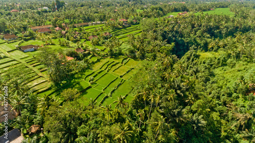 Aerial view of Rice terraces