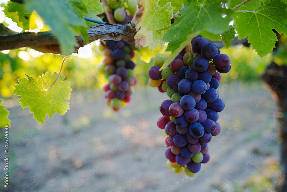 Naklejka premium Tuscany hills vineyards, Italy, red wine grapes