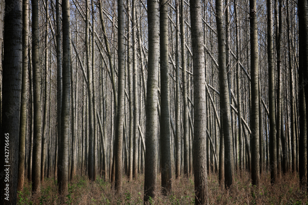 Obraz premium Beautiful Forest