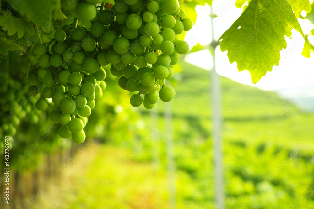 Trentino vineyards, Italy, South Tirol, white wine grapes Trentino vineyards, Italy, South Tirol, white wine grapes