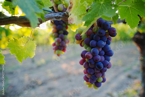 Foto Tuscany hills vineyards, Italy, red wine grapes