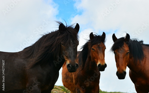 Free wild horses on the mountain 