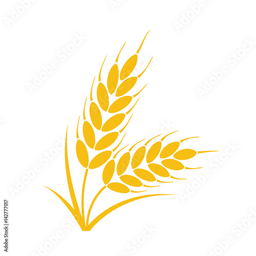 Fotótapéta vector bunch of wheat or rye ears with whole grain