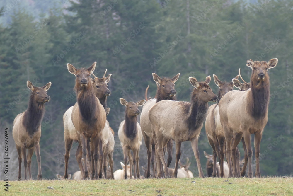 Obraz premium Wapiti, Oregon