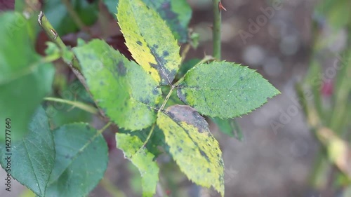 Rose black spot (Diplocarpon rosae) is a fungal disease of roses where purple or black spots develop on leaves, which often drop early photo