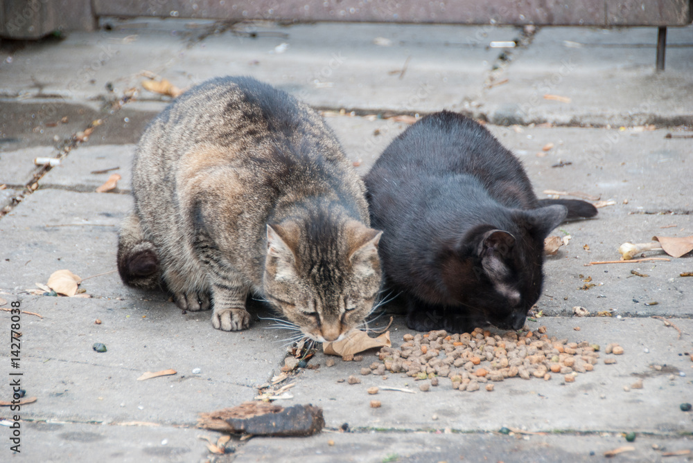 A group of street cats