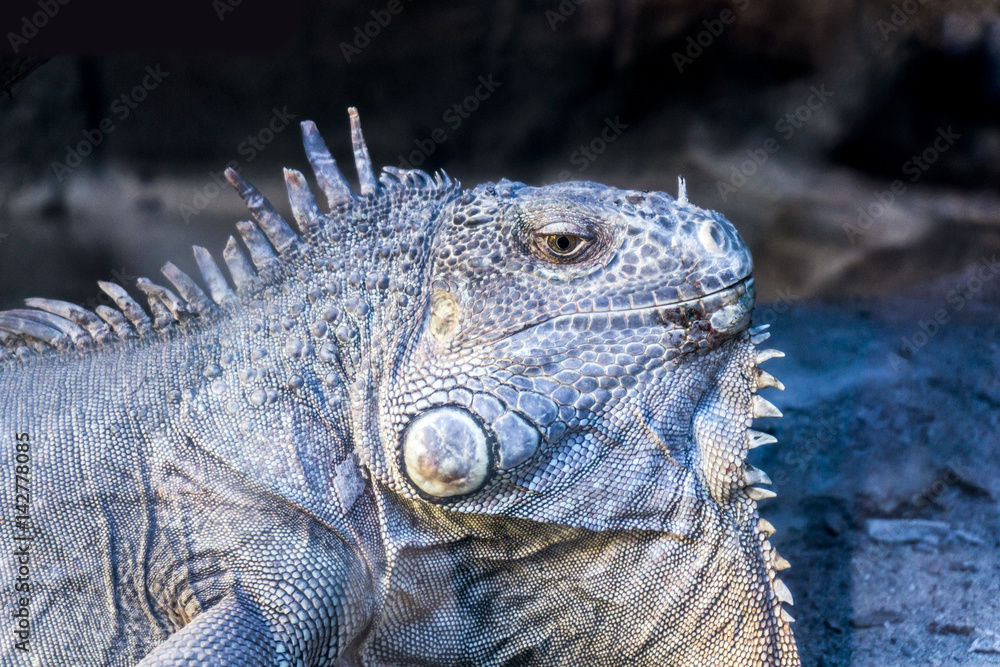 iguana iguana