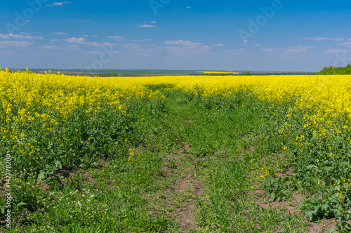 May landscape with blue sky and flowering rape-seed field located in central Ukraine