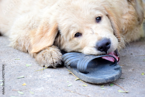 Dog playing photo