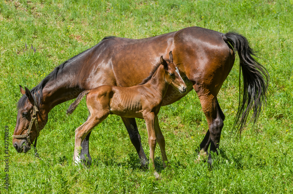 Mare with foal grazing on a spring pasture Mare with foal grazing on a spring pasture