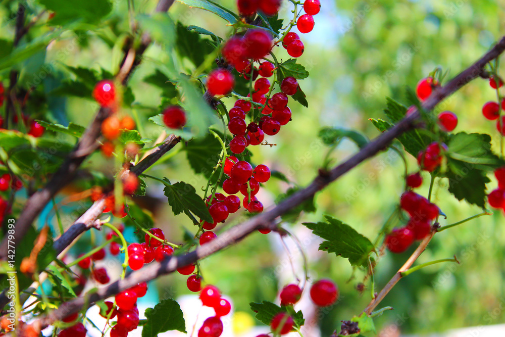 Obraz premium Red currant