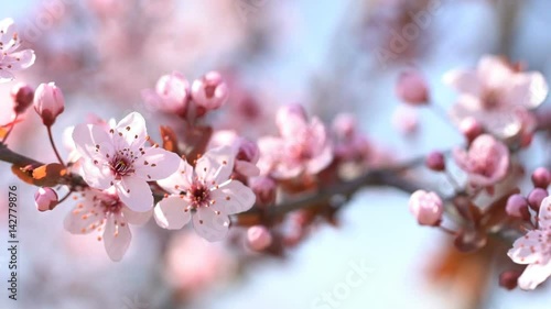 Sprigs with flowers pink cherry. Blooming sakura. Shallow depth of field