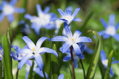 Blooming siberian squill flowers at ground level with focus on the closest