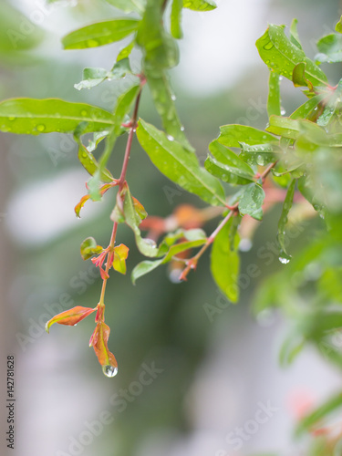 Pomegranate tree in the rain