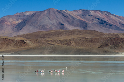 Flamingos at Laguna Ramaditas photo