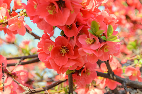 Chaenomeles japonica pink tree flowers,  Maule's quince, Gutuiul japonez, outdoor close up photo