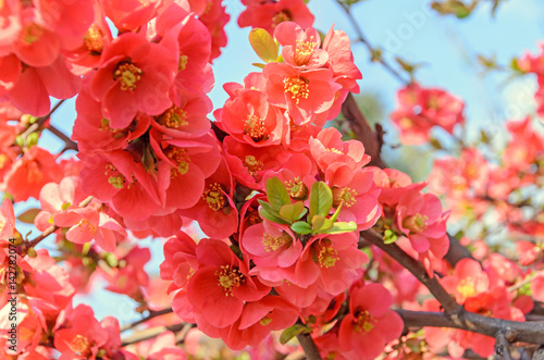 Chaenomeles japonica pink tree flowers, Maule's quince, Gutuiul japonez, outdoor close up