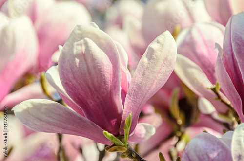 Magnolia pink blossom tree flowers, close up branch, outdoor