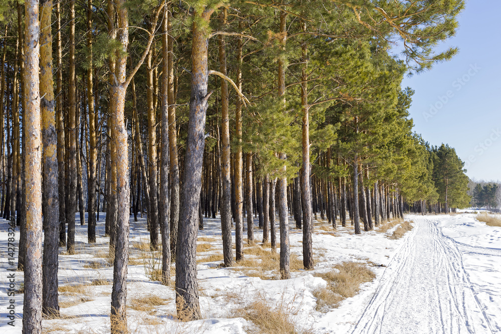 Obraz premium Reforestation. Artificially planted pine forest