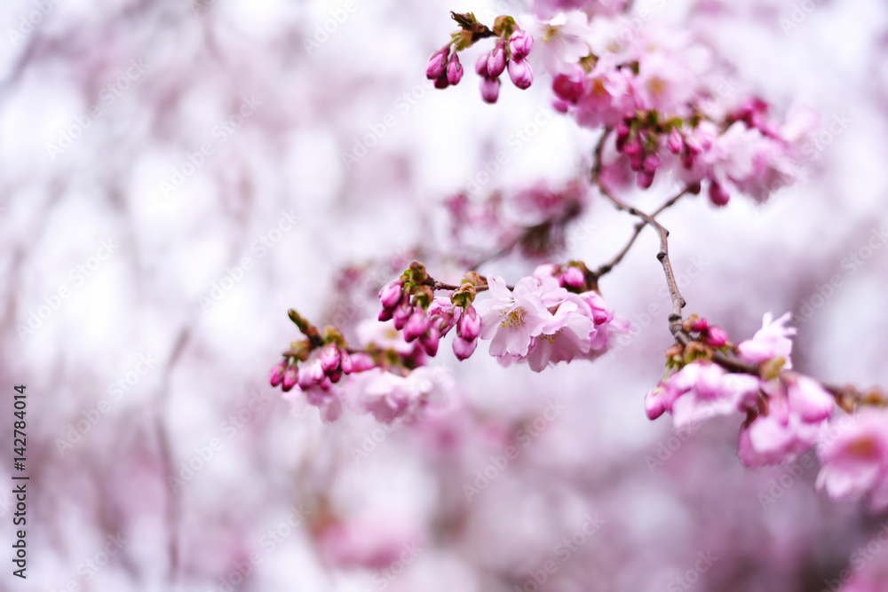 Beautiful blossoming cherry flowers. Close-up shot of a pink cherry tree, spring scene in the sun with selective focus and copy space. Beautiful blossoming cherry flowers. Close-up shot of a pink cherry tree, spring scene in the sun with selective focus and copy space.