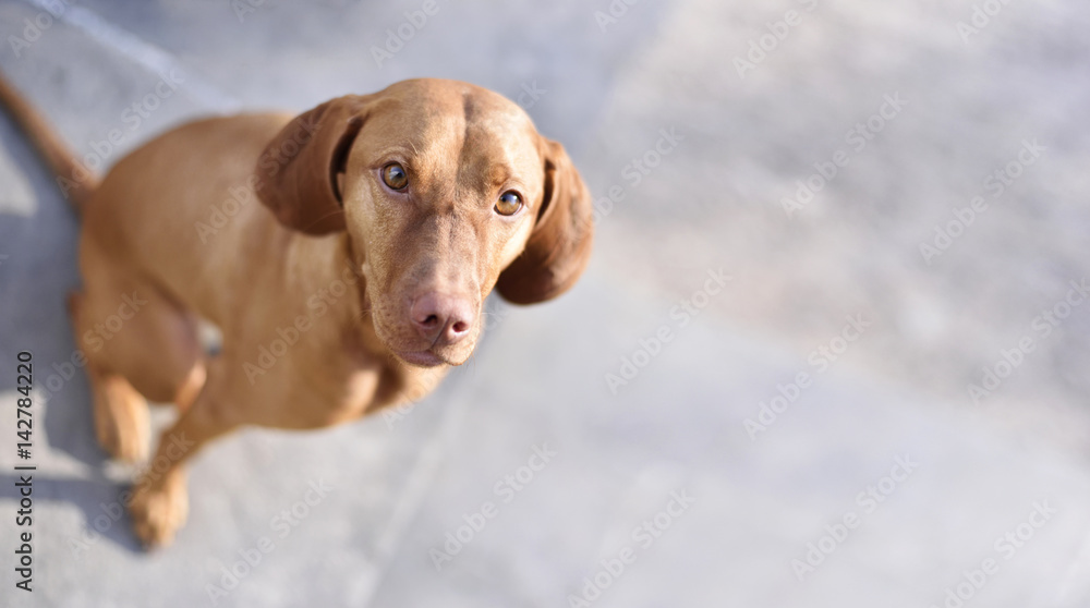 Cute Viszla dog on a stone floor. High angle view with copy space.