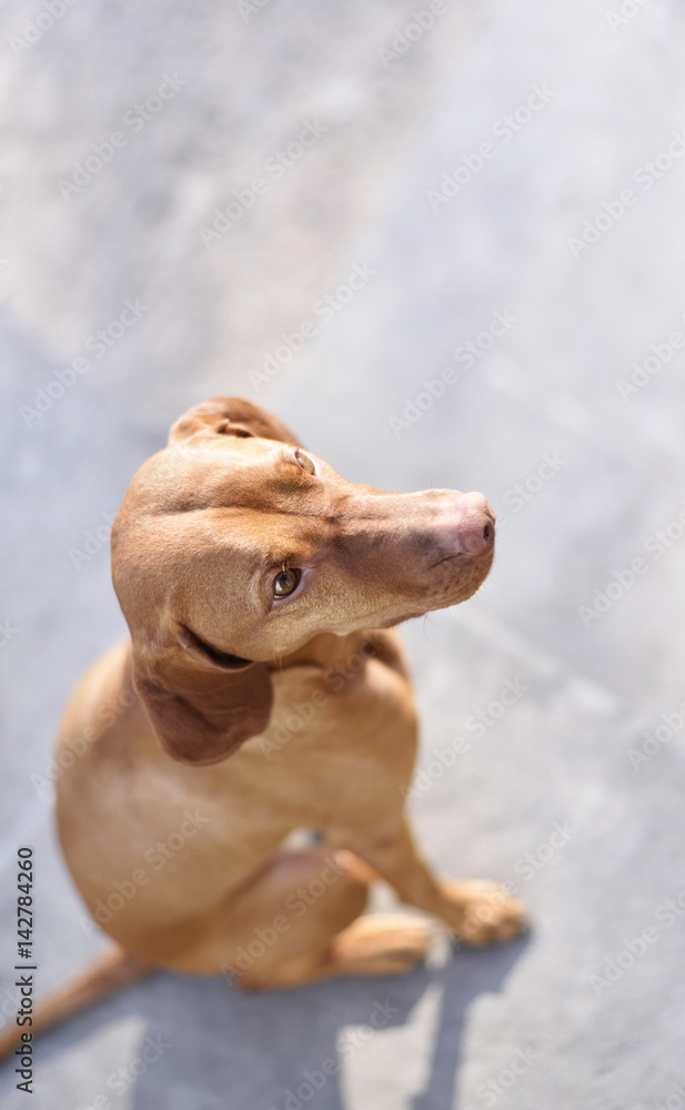 Cute Viszla dog on a stone floor. High angle view with copy space. Cute Viszla dog on a stone floor. High angle view with copy space.