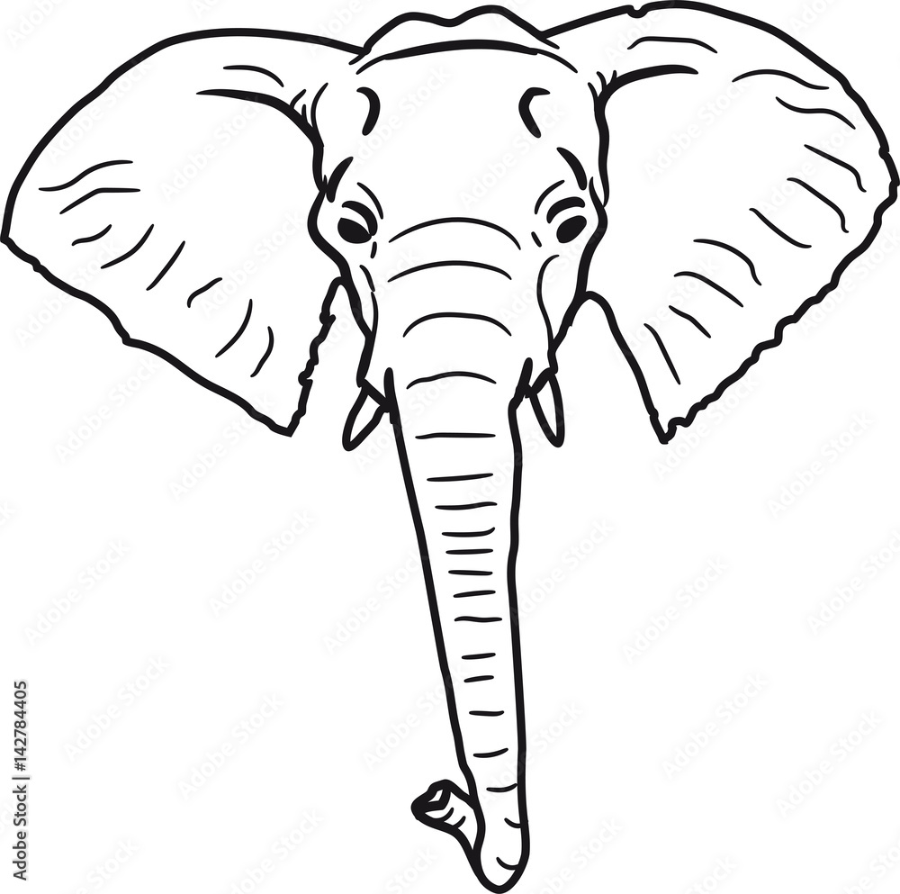 Gesicht Eines Afrikanischen Elefanten