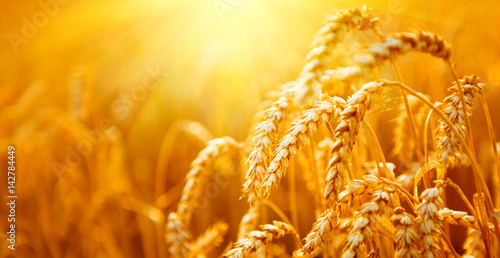 Wheat field. Ears of golden wheat closeup. Harvest concept