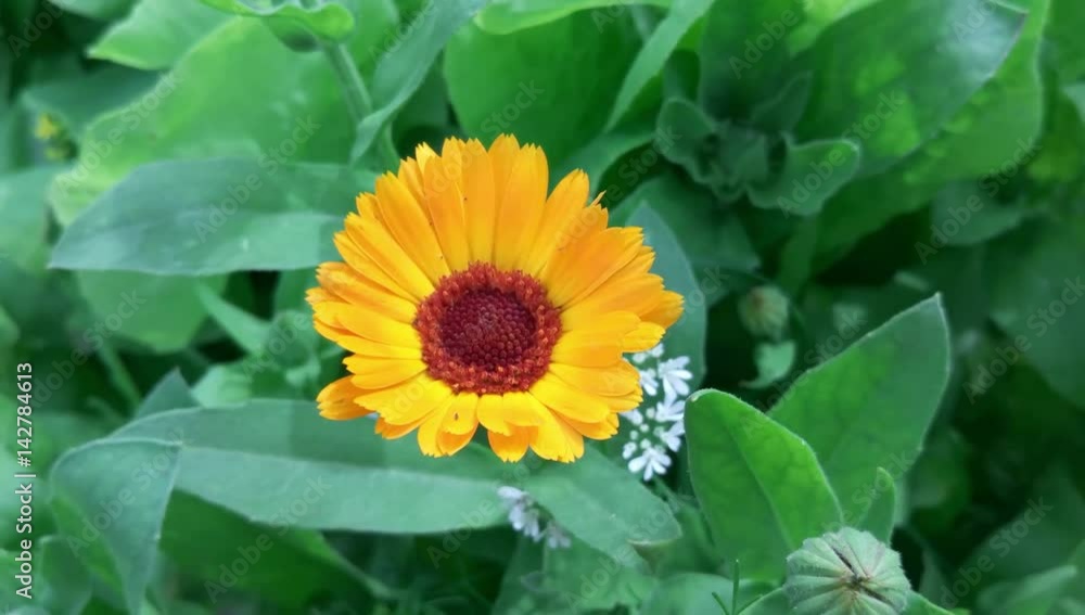 Calendula on garden Calendula on garden