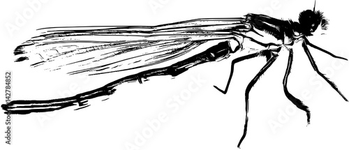 dragonfly